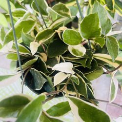 Hoya Queen Plant