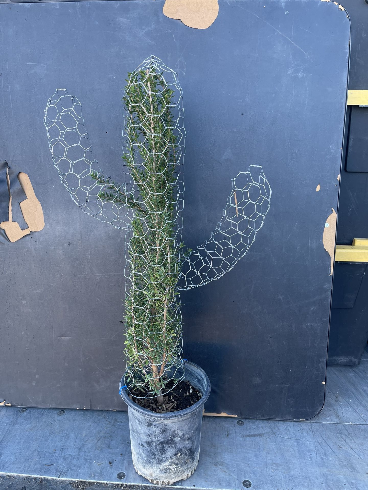  Cactus Topiary With Plant  