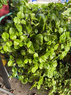 Planta millonaria