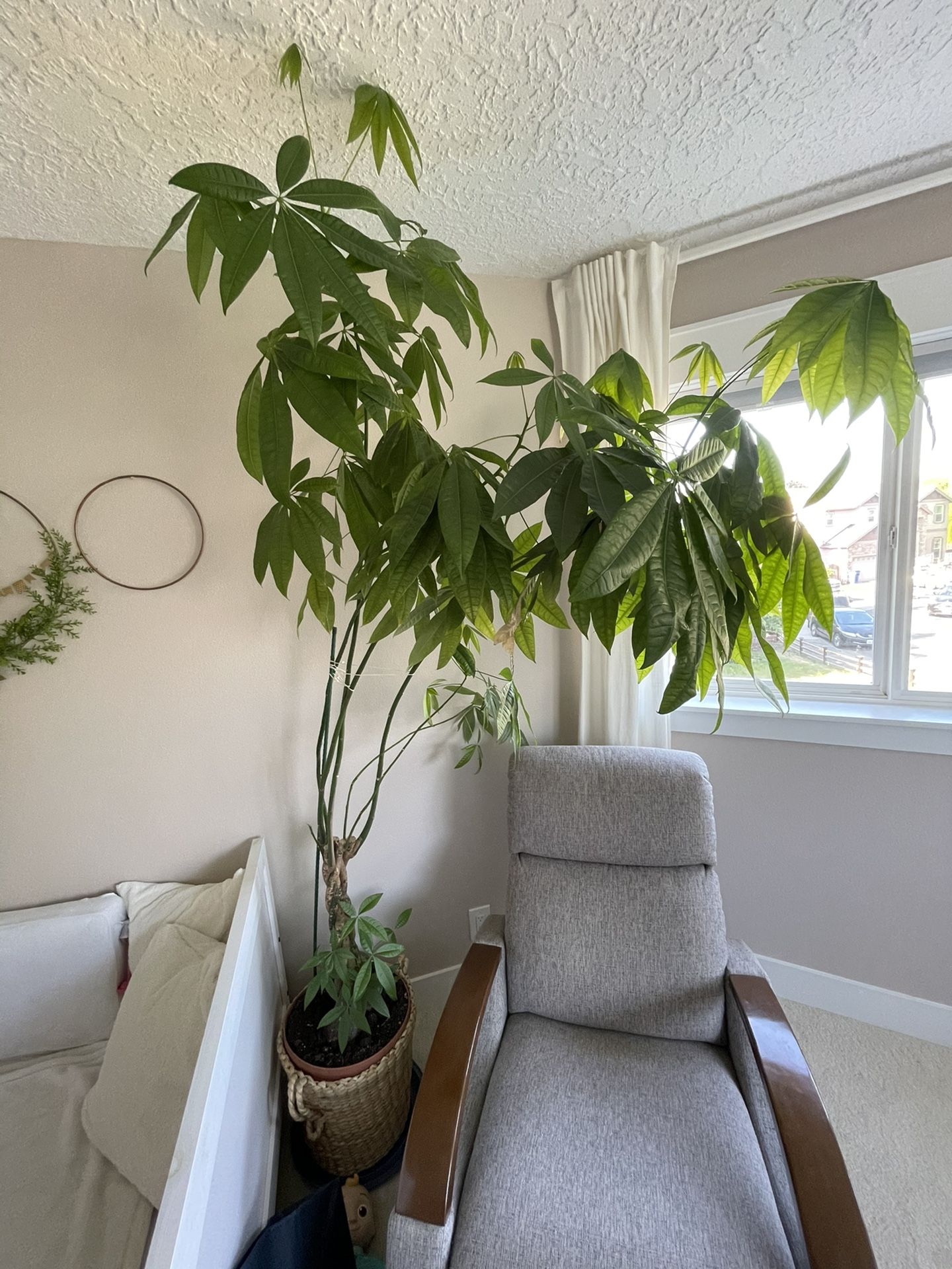 MONEY TREE INDOOR PLANT