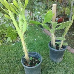 Nopalitos Cactus A $15 Cada Uno