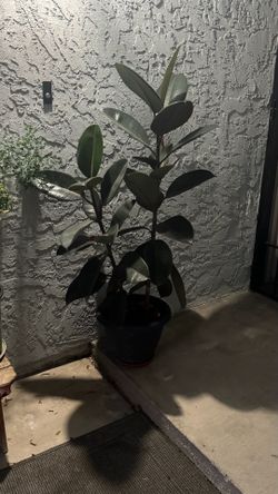 Rubber plant 50” tall