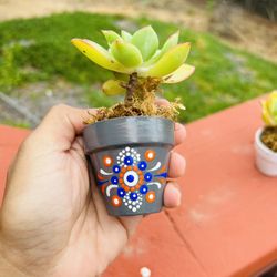 Succulent giveaway 1 piece