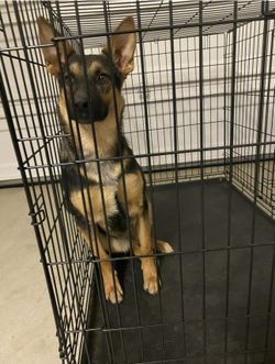METAL FOLDABLE DOG KENNEL/Dog Crate - 4ft Long And 2.5 Ft Width