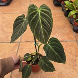 Philodendron Splendid