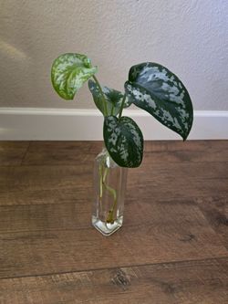 Live Plant Scindapsus splash cutting