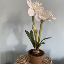 Amaryllis Flowering Plant - silk in clay pot