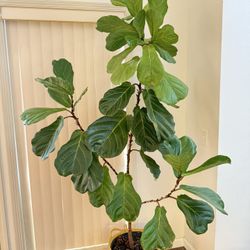 Indoor Houseplant Fiddle Leaf Fig Tree 6ft Tall