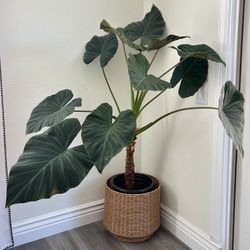 HUGE Big & Healthy “Black Velvet” Regal Shield Alocasia Elephant Ear Indoor Plant in 5gal Pot with Decorative Basket