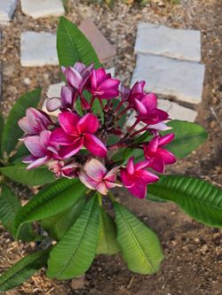 Messina Plumeria Jungle Jacks $40