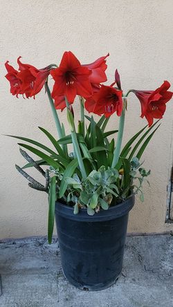 Jumbo red Lion Amaryllis bulb