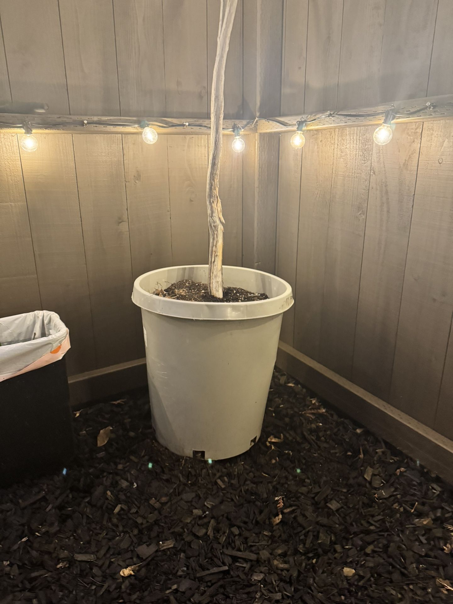 Japanese Maple 15 Gallon