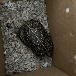 Selling Box Turtle  $200 Obo
