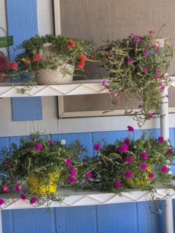 Beautiful Live Plant Rayito De Sol $7 Each 