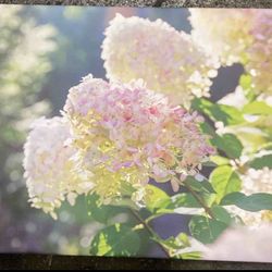 Hydrangea Painting