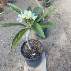 Plumeria Samoan Flaf