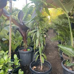 Mango Mamila $95 Each