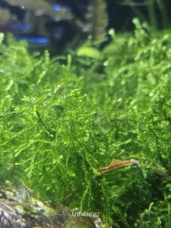 Christmas Moss