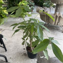 8” Money Tree 3 Feet Tall