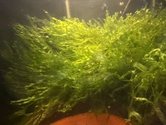 Moss aquarium fish tank
