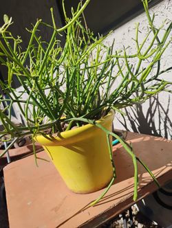 Vintage USA Pottery Plant Pot