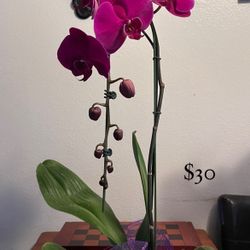 Mother’s day Orchid