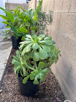 Outdoor plant sale  Lakewood $10