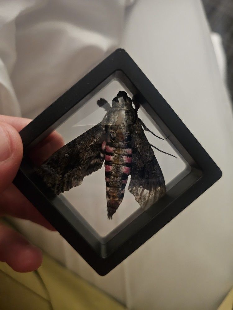 Pink Spotted Hawk Moth Specimen Framed