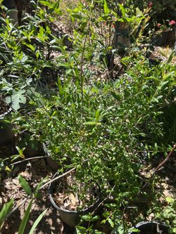 pomegranate tree