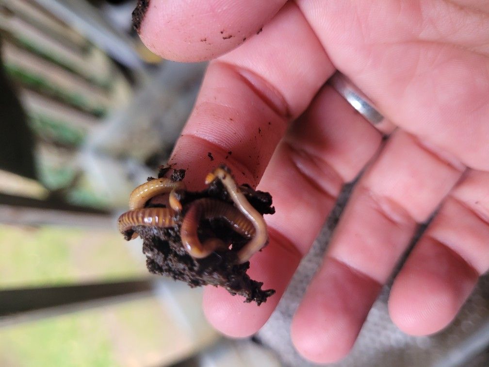 Composting Worms
