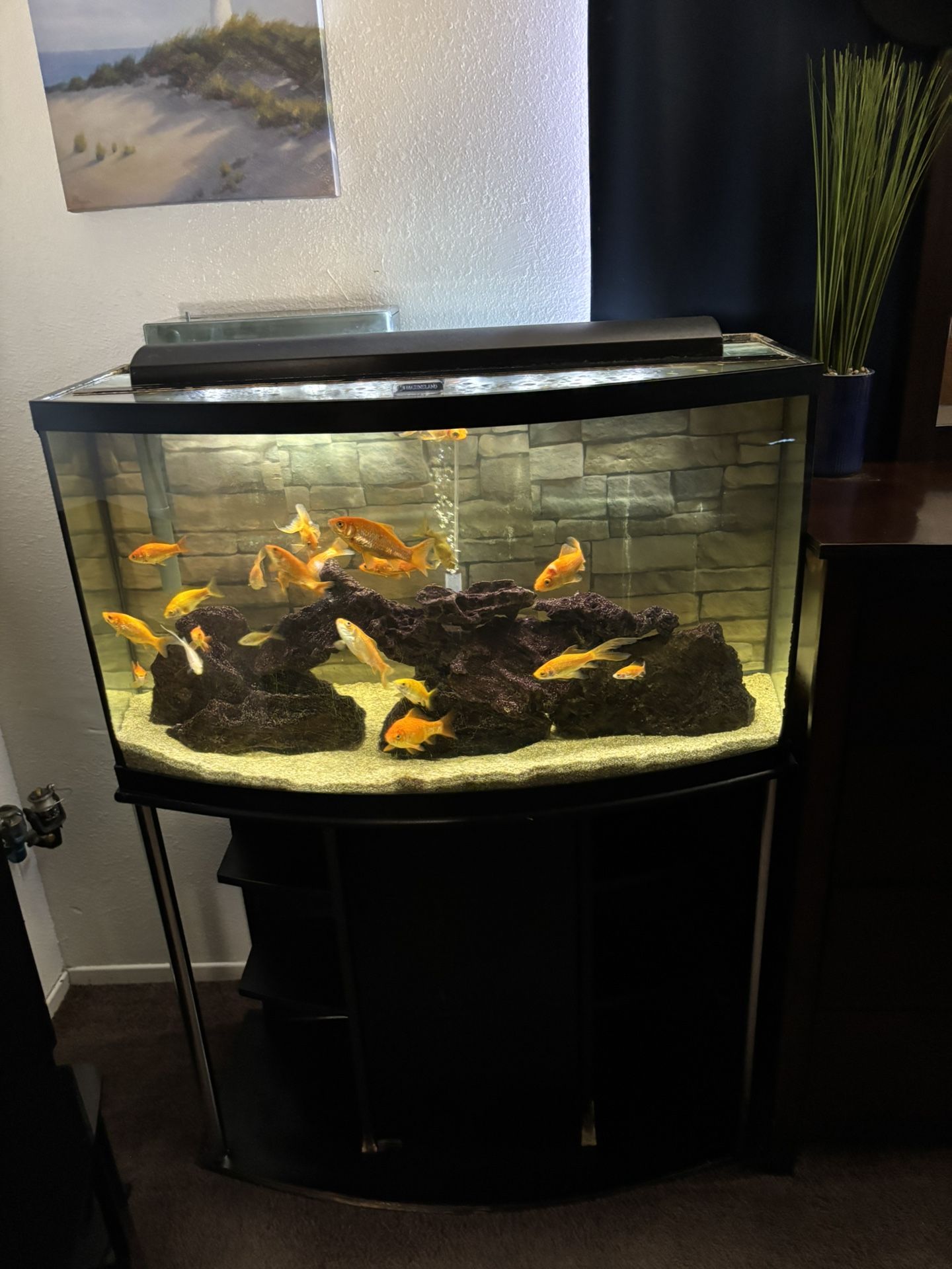 50 Gallon Bow Front Fish Tank