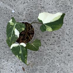 Philodendron Gloriosum Variegated 