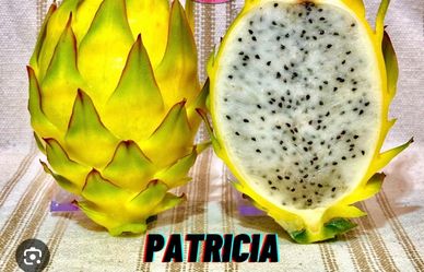 Cutting dragon fruit