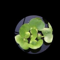 Pond/aquatic Plants Water Hyacinth