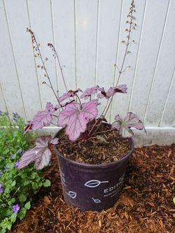Coral bells perennial