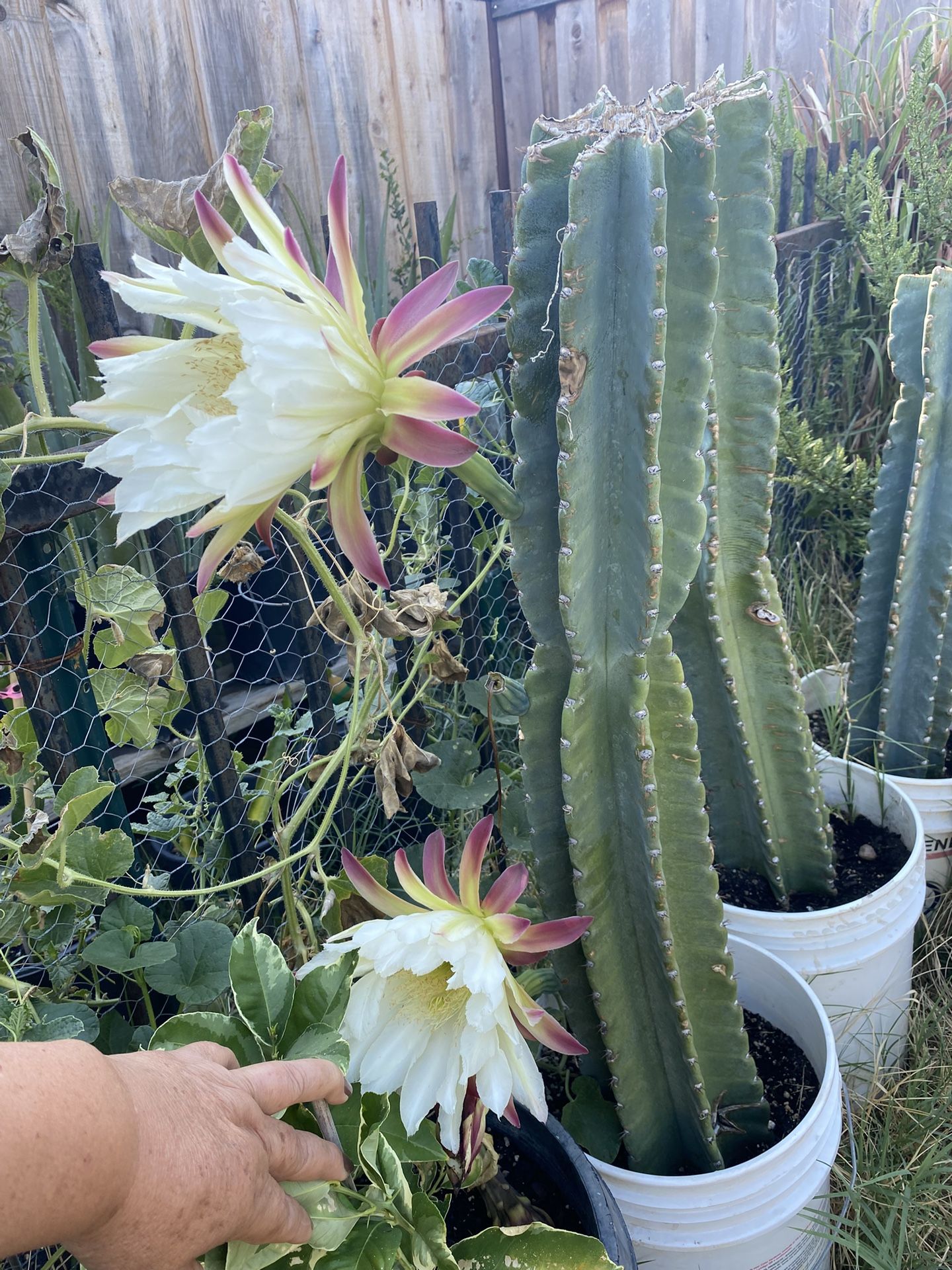 Plantas De Pitaya Ala Venta