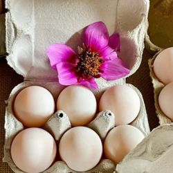 Turkey Eggs