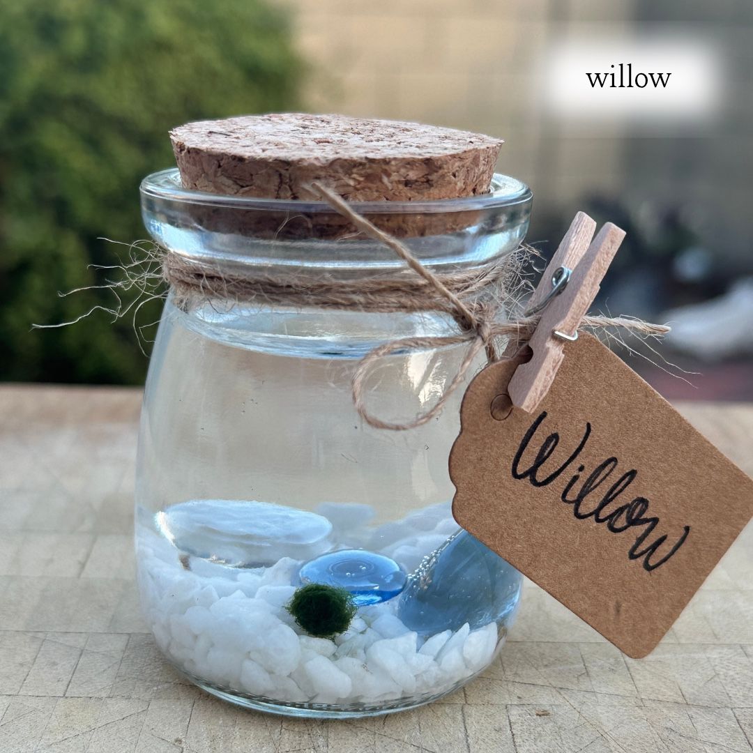 “Adopt” A Marimo Moss Ball
