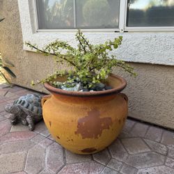 Succulent Plant 🪴 Plus Pot 