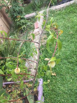Box with some plants