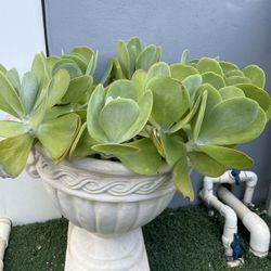 Planta