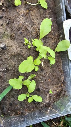 Tokyo Bekana Mustard Seedlings Starter