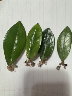 Zamioculcas ZZ plant cuttings