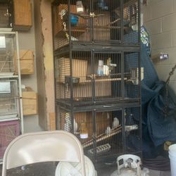 Bird Cage 