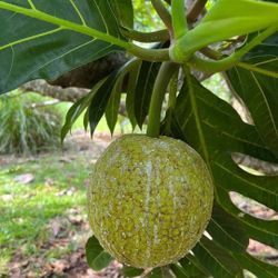 Breadfruit trees 
