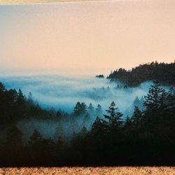 Trees in the Fog Canvas Picture