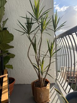 Dracaena Marginata Multi-Stalk Plant