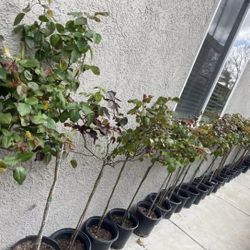 Rose Trees And Rose Bushes 