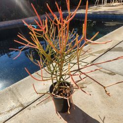 Fire Stick Suculent Cactus Plant