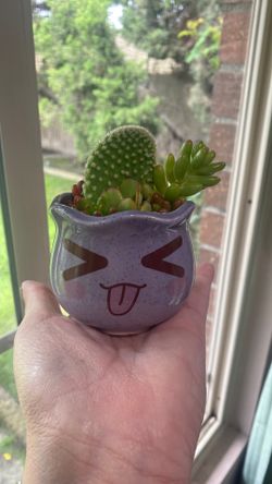 Mini Live Succulents